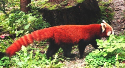 ZOO -Panda červená