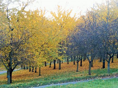 Petřín