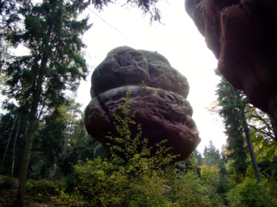 Skalní hřib