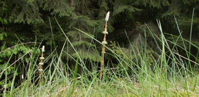 Pravěký strom