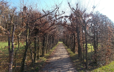 Cestička