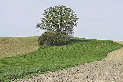Polní křivky