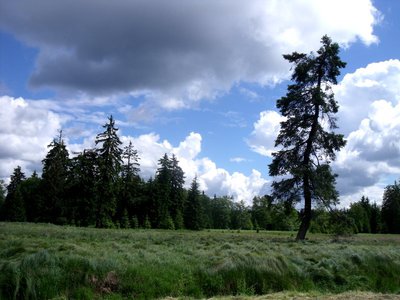 Příroda na Kladské