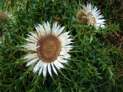 Pupava