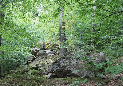 Skály v lese