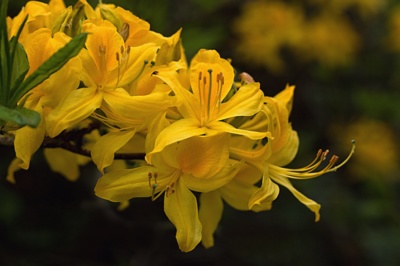 Rododendron