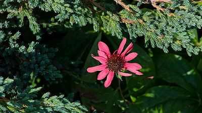 Osamocená rudbekie