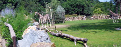V ZOO u žiraf