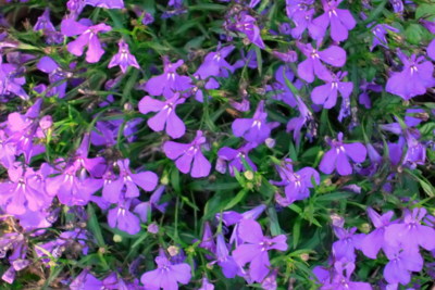 Fialová