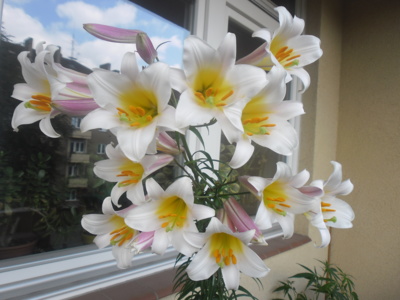 Lilium regale rozkvetlo u mne na lodžii