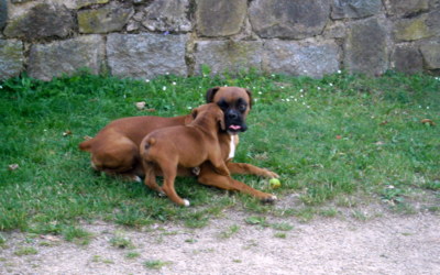 Láska