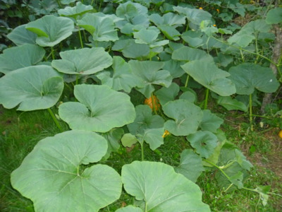Dýně