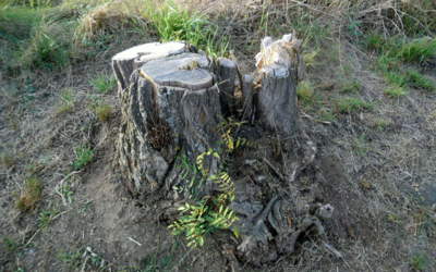 Větvička naděje