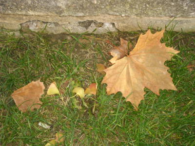 Listí