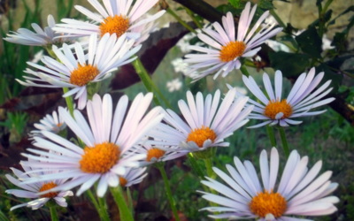 Kopretinky