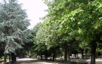 Stromoví v Santiago de Compostela