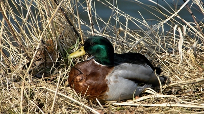 Pan kačer