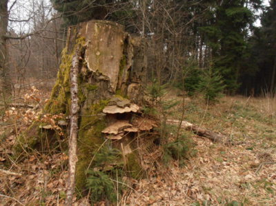 Stařec