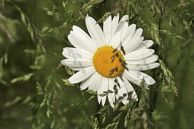 Stíny
