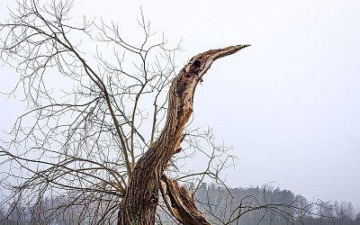 Zlomený strom*
