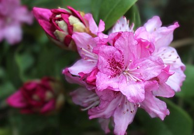 DetaiL rododendronu