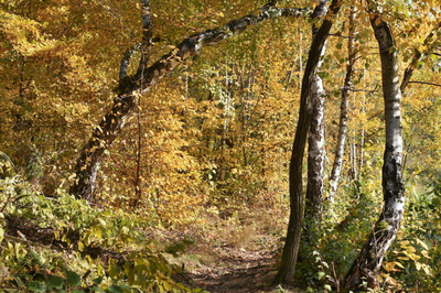 Tvarované