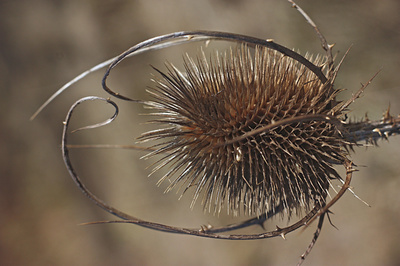 V hnědém tónu