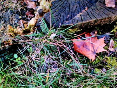 10.12.2016