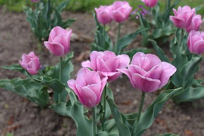Tulipány ze Zlína