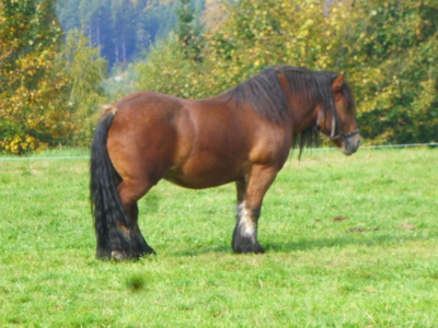 pohodička na louce