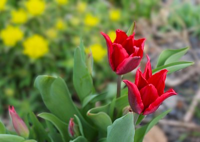 Červené tulipány