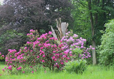Rododendron