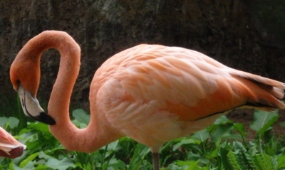 Ze ZOO 2