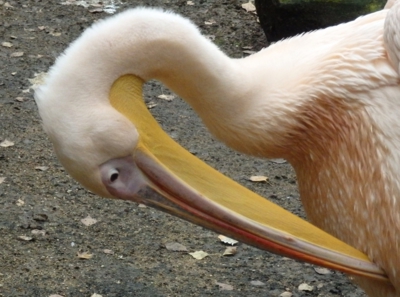 Ze ZOO III