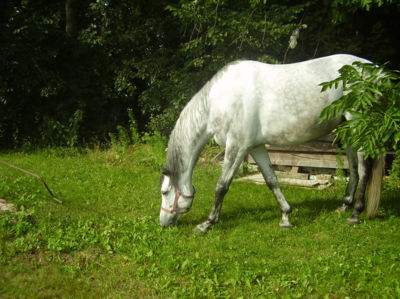 Lupínek na pastvě