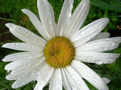 bílá