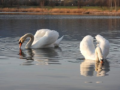 Zlaté jezero