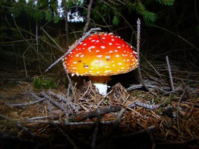 Červená karkulka