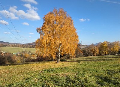 Zlatá bříza