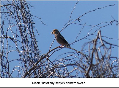 dlask-tlustozoby.jpg