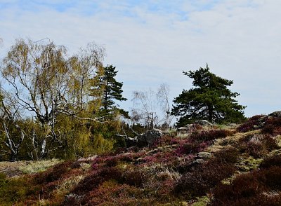 dsc-0050-1--2.jpg