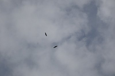 dsc02118.jpg