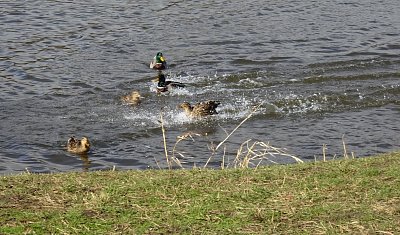 dsc06215.jpg