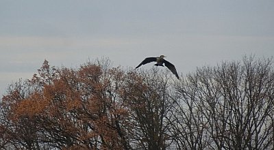 dsc07052kormoran.jpg