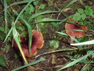 dscf3060.jpg