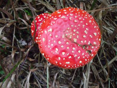 dscf3066.jpg