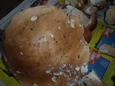 dscf3102.jpg