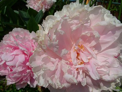 dscf3785.jpg