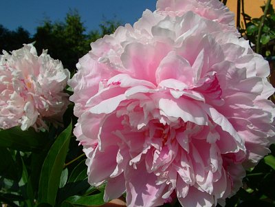 dscf3786.jpg