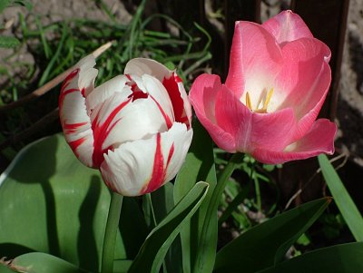 dscf5224.jpg